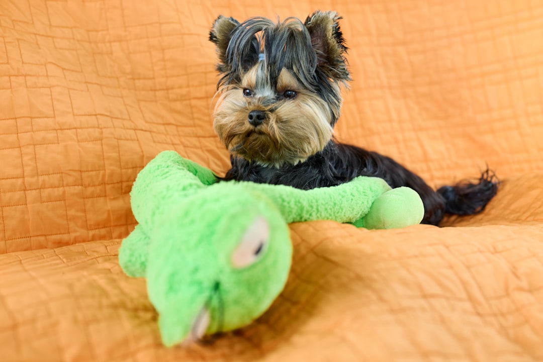Top 10 Must-Have Accessories for Your Beloved Pets