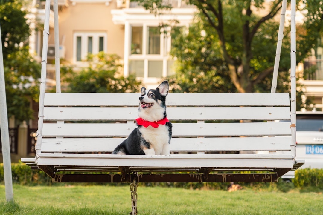 How to Choose the Best Gear for Your Furry Friend