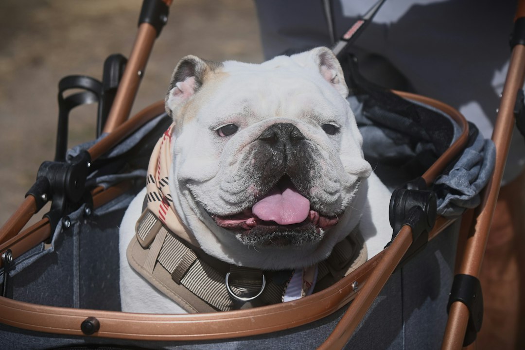 The Ultimate Guide to Stylish Pet Accessories Online