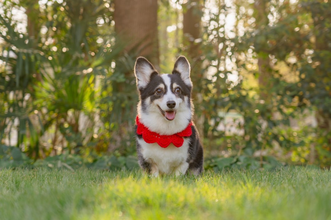 Five Essential Items Every Pet Owner Should Consider