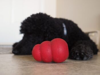 Why Quality Pet Accessories Matter for Your Animal’s Health