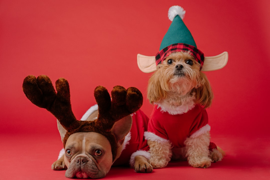 Transform Your Pet’s Life with Innovative Accessories Today