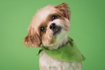 Enhance Your Pet’s Comfort with These Amazing Accessories