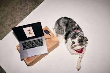 Exploring the Latest Trends in Pet Accessory Fashion