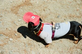 Create the Perfect Outdoor Experience for Your Pets Now